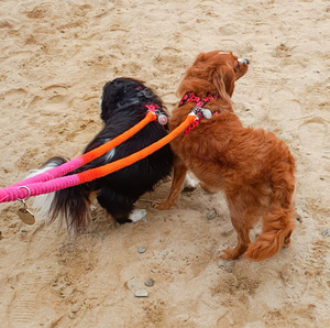 Pink + Orange Ombre Cotton Rope <b>Dog</b> Lead, 150cm Hand Died Rope Lead Customized Colored Cotton Rope Handmade <b>Dog</b> <b>Leash</b> Pet <b>Leash</b> - Product Image 2