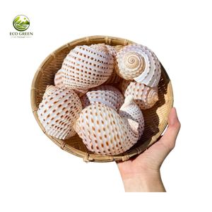 Concha de Atún Natural con Manchas, Concha Marina Pulida Ecológica para Decoración del Hogar, Playa, Joyería, Manualidades, Exhibición en Acuarios - Product Image 6