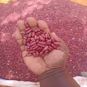 High Quality Premium Export Quality Organic Red Kidney <b>Beans</b> Dried High-protein 100% Natural Bulk Packed Food Grade For Sale - Product Image 1