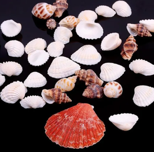 Sacs de coquillages mélangés pour la décoration de la maison | Coquillages océaniques naturels, exportation en vrac, certifiés - Product Image 3