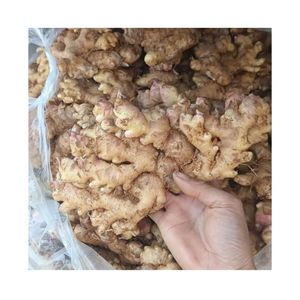 ขิงช้างสดคุณภาพสูงจากเวียดนามส่งออก150gr อัพขิงแบบพรีเมียมจากฟาร์มเวียดนามขายส่งราคาตรงจากโรงงาน - Product Image 6