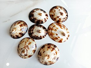 Coquilles ovales de Offre Spéciale-Coquille décorative de haute qualité du Vietnam pour faire de l'art de coquille de 99 métiers d'or - Product Image 4