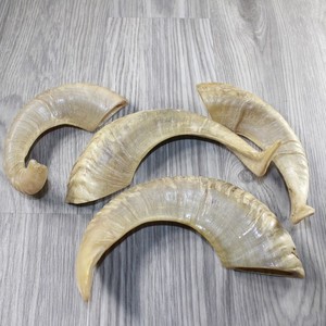 Shofar en corne naturelle pour la musique et les usages religieux, shofar casher, animal brut à vendre - Product Image 5