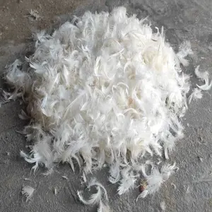 Plumas de Pato Teñidas de Calidad de Exportación B2B para Textiles del Hogar, Prendas de Vestir e Industrias de Juguetes - Product Image 1