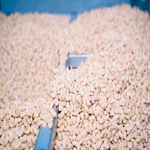 Nueces de Anacardo Crudas Secas Grado W320/240 Calidad Orgánica 5% Partidas Tipo de Cultivo Común Grado Alimenticio 24 Meses de Vida Útil Bolsa de PP - Product Image 3
