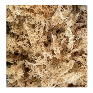 Seamoss แบบชาวไอริชป่าไม่มีเกลือเก็บโดยตรงจากเวียดนามข้อมูลทองคำ99 - Product Image 3