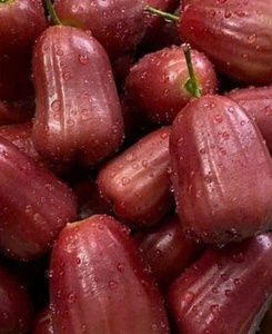 Exportations Bell Fruit: où la douceur naturelle répond à la demande mondiale - Product Image 4