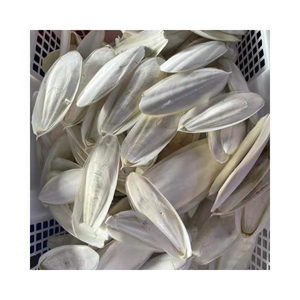 Wholesale <b>Bleached</b> Dried Cuttlefish Bone 5-20cm for Pets - Product Image 1