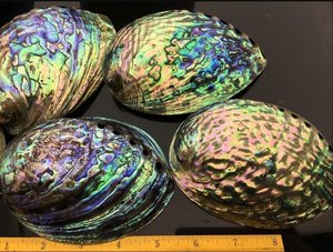 Coquille d'ormeau crue de mer d'artisanat naturel populaire en gros dégagé par Offre Spéciale pour la décoration de la maison de bricolage - Product Image 6