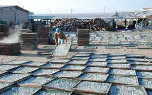 Pescado salado y seco Anchoa Hervida Sin cabeza Secado Envase de embalaje Buen precio Playa - Product Image 5