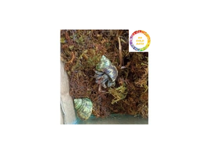 Mousse naturelle de forêt séchée pour l'isolation du sol de jardinage écologique rétention d'humidité pour la culture de plantes dans les produits agricoles - Product Image 1