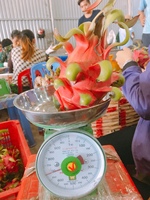 Zeer Concurrerende Prijs Pitahaya Voor Export Pitaya Fruit Nieuw Gewas Drakenfruit Hoge Kwaliteit