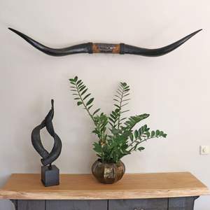 Cuernos de buey negros elegantes para colgar en la pared cuernos de toro decorativos anchos para granja hombre cueva decoración temática occidental ecológica - Product Image 1