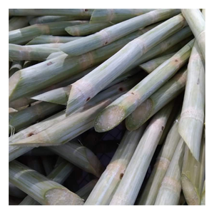 Caña de azúcar congelada, procesada a partir de caña madura recién cosechada, congelada rápidamente para conservar la dulzura natural para fábricas de bebidas. - Product Image 1