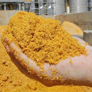 DDGS de maíz de grado alimenticio Premium para perros, aves de corral, ganado y acuicultura, polvo DDGS Natural de alta proteína - Product Image 5