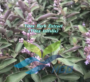 Suministro Directo de Fábrica HGO de Extracto Puro y Natural de Vitex (Vitex trifolia) Grado Alimenticio Especificación 10:1 - Product Image 2