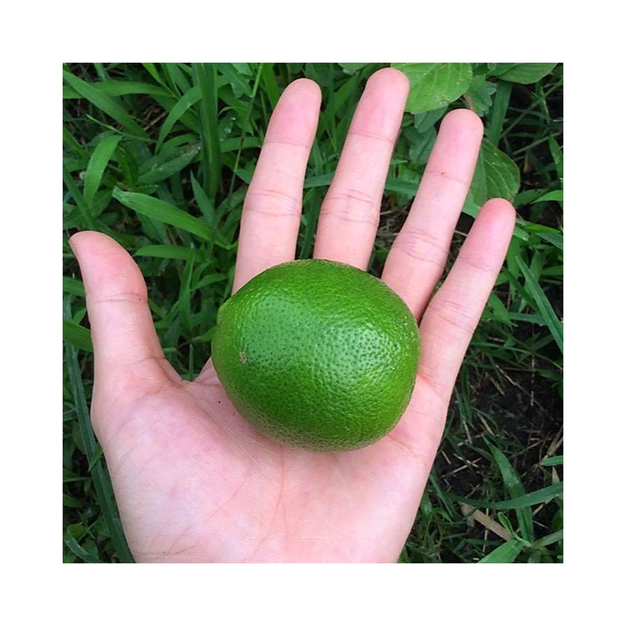 Frische Früchte saatlose grüne Lime mit Premium-Qualität bester Preis / Vietnamitron Top-Lieferant getrocknete Zitrone geschnitten 99 Golddaten