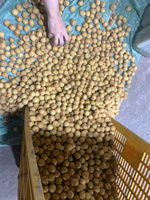 Premium Verse Longan Groothandel Voor Supermarkten En Distributeurs Met Natuurlijke Zoetheid En Sappig Vlees
