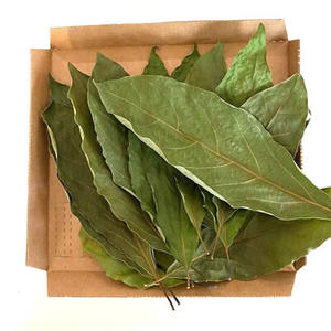 HOJAS DE AGUACATE PREMIUM/ORIGEN LIMPIO/RECOGIDAS A MANO/CALIDAD ALIMENTARIA - Product Image 5