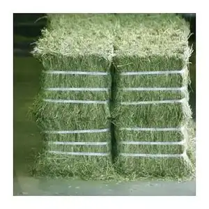 Qualità biologica erba medica fieno/erba medica pellet di fieno per l'alimentazione animale per la vendita