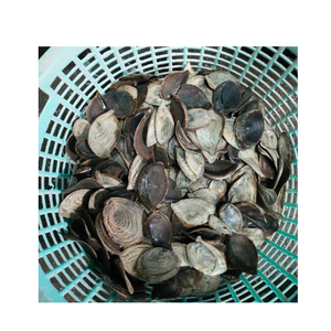 Caracol Sea Shell-Accesorios para la satisfacción del cliente Sea Shell Pulido Murex Operculum - Product Image 1