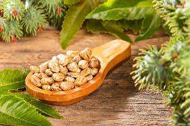 Semillas de aceite de ricino híbridas de alta calidad de primera calidad, Exportación a granel, semillas de ricino de alto contenido de aceite para extracción de aceite, biocombustible al por mayor - Product Image 6