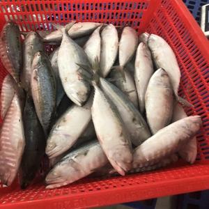 Oferta Especial: Pescado Atún Congelado de Alta Calidad, Exportadores de Atún Indio Congelado - Product Image 5