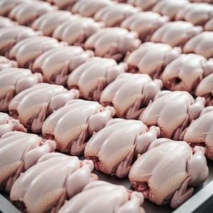 Poulet entier congelé de qualité exportée disponible pour l'achat en gros, emballé et congelé pour préserver la fraîcheur et la saveur pour les acheteurs - Product Image 3