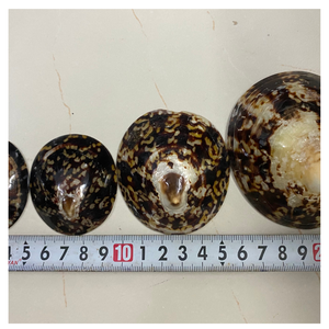 COQUILLES DE LIMPETTE VIETNAMIENNE NETTOYÉES, NATURELLES, MEILLEURES POUR LES AQUARIUMS, LA FABRICATION DE BOUGIES ET LES CADEAUX - Product Image 2