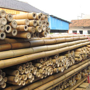 ต้นไผ่ tonkin ที่มีความแข็งแรงสูงสำหรับใช้ในเรือนเพาะชำต้นไม้ - Product Image 4