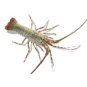 กุ้งก้ามกรามคุณภาพสูง สด/แช่แข็ง มีจำหน่ายในราคาประหยัด - Product Image 1