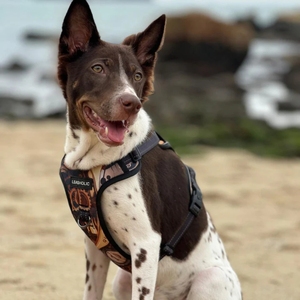 Arnés para Perro Leasholic al por Mayor, Tela Oxford, Sin Tirones, Colección de Diseñador, Acolchado, Estampado, Transpirable, Ecológico, Tallas Pequeña, Mediana y Grande - Product Image 2