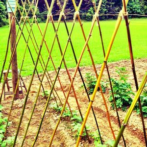 Natural Bamboo Garden Stakes Poles for Agriculture Cheap Price by Eco2go Vietnam - Product Image 5