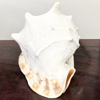 Véritable océan coquillages collection grande reine cornue casque coquille cornes cornuta conque coquilles