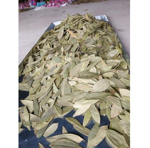 Bay Leaves Laurus Nobilis daun aromatik kering alami digunakan untuk meningkatkan rasa memasak dan obat Herbal dalam kuliner