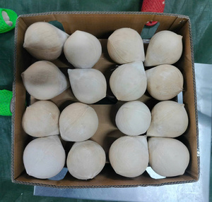 มะพร้าวมะพร้าวสีเขียวประดับเพชรรูปมะพร้าวเขตร้อนแบบพรีเมี่ยม - Product Image 5