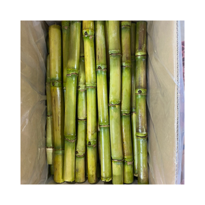 Bâtons de canne à sucre congelés pour la fabrication de jus, canne à sucre fraîche coupée naturellement pour le traitement des boissons, canne brute congelée en vrac pour l'exportation - Product Image 3