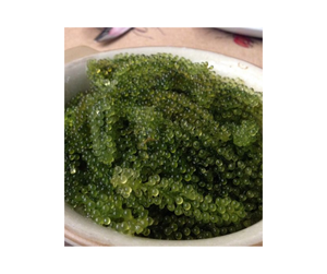 Exportación de uva marina de primer nivel: UVA Marina deshidratada de Vietnam a granel, fresca con calidad superior y precio rentable - Product Image 4