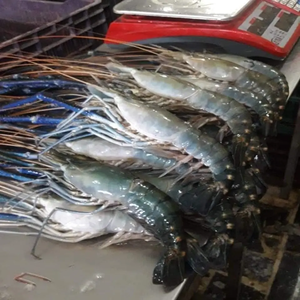 Crevettes Vannamei surgelées (procédé BQF) disponibles - Product Image 4