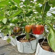 Vente en gros de sacs de culture Coco Coir pour jardins de fraises/Pflanzbeutel Aus Kokosfaser Fur Intelligente Garten - Product Image 5