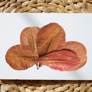 Prix de gros Indien Amande Catappa Feuilles Séchées 26 à 30 CM (10.2 à 11.8 ") Lot de 20 pour Poisson Aquarium pour Aquariums - Product Image 1