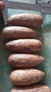 เมล็ดราฟเฟีย/เมล็ดปาล์มราฟเฟียแห้ง สำหรับทำเครื่องประดับและสกัดน้ำมัน/คุณภาพส่งออกจำนวนมาก - Product Image 2