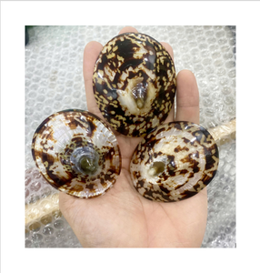 เปลือกหอยที่สะอาดและมีคุณภาพสูงสำหรับโครงการศิลปะและของสะสมสีและลวดลายธรรมชาติที่สมบูรณ์แบบสำหรับการจัดแสดงหรือของขวัญ - Product Image 1