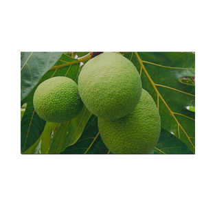 Corossol congelé pour préserver la fraîcheur et le goût pour le mélange dans les boissons tropicales et les plats de fruits réfrigérés - Product Image 3