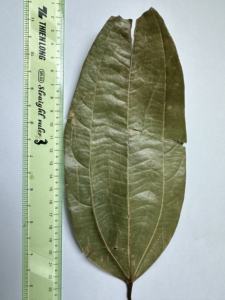 Venta al por mayor de alta calidad, hoja de Casia, canela, especias y hierbas secas individuales de Vietnam disponibles-Cinnamomum Cassia / ANNA DO VILA - Product Image 5