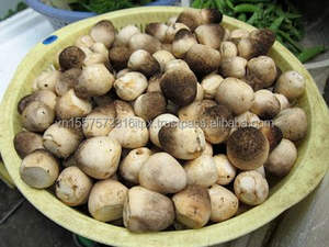 เห็ดแห้งเห็ดปลวกเห็ดแห้งมุมผู้ผลิต - Product Image 2