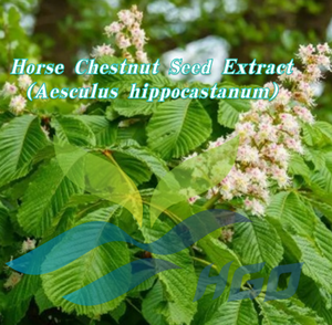 Extracto de Semilla de Castaño de Indias (Aesculus hippocastanum) Aescina 20% - 98% CAS 6805-41-0 Estandarizado, Suministro Directo de Fábrica HGO - Product Image 2