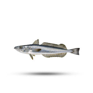 ปลาฮาเกะสดบรรจุจำนวนมากสำหรับการจัดส่งระหว่างประเทศ - Product Image 3