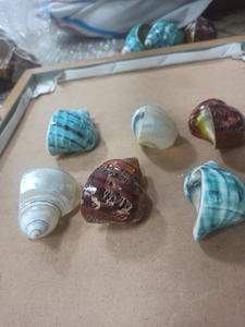 Conchas de concha de nácar pulidas para manualidades o decoración artística, hermosos diseños a buenos precios de Vietnam - Product Image 3