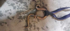 Tenedor calamar Venta caliente 2024 Metal colgante gótico joyería hombres collar de acero inoxidable por Unique Craft India - Product Image 6